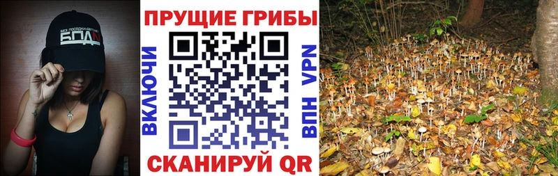 где найти Окуловка MEGA зеркало Псилоцибиновые грибы Psilocybine cubensis